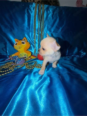 Zwerg-Chihuahua-Hündin zu verkaufen