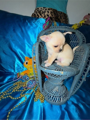 Zwerg-Chihuahua-Hündin zu verkaufen