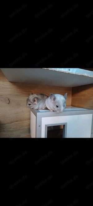 Chinchilla babys
