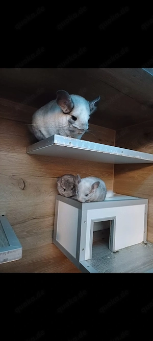 Chinchilla babys Bild 3