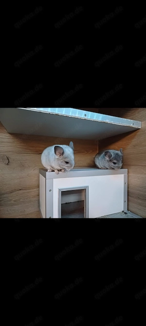 Chinchilla babys Bild 2