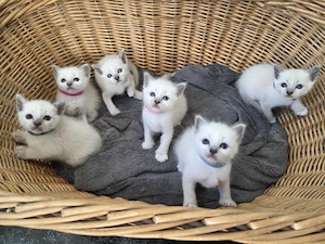 Siam Heilige Birma kitten 