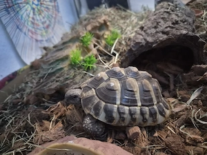 griechische Landschildkröte (Testudo hermanni)