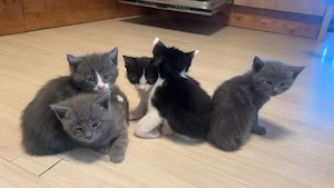 Maine-Coon-Katzen mix Katzenbabys abzugeben 