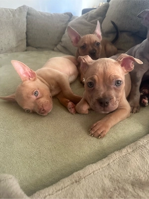 American Pocket Bully Welpen 8 Wochen alt 