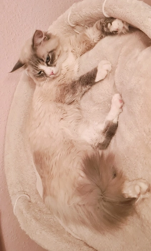   Reinrassigen Kätzchen "Newa-Masquarade"