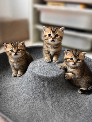 Wunderschöne BKH Kitten 