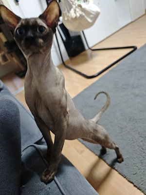 sphynx männlich  Bild 3