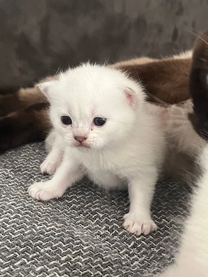 BKH Kitten (Seal & Blue Point) Bild 2