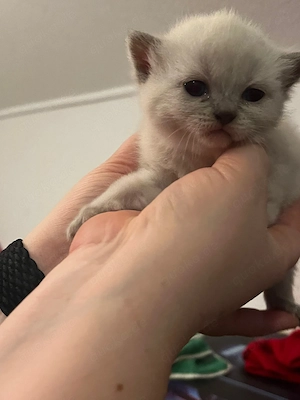BKH Kitten (Seal & Blue Point) Bild 3