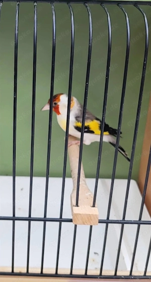 Stieglitz Major Mutation spalt Satinet Hahn