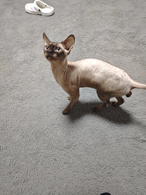 sphynx männlich  Bild 4