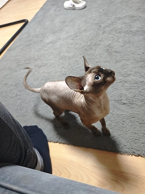 sphynx männlich  Bild 2