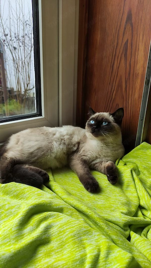 BKH Kitten (Seal & Blue Point) Bild 5