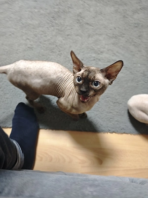sphynx männlich 