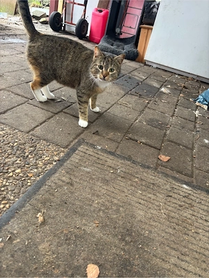 Katze sucht neuen dosen öffner