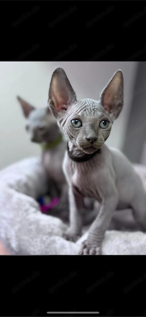 sphynx kitten 