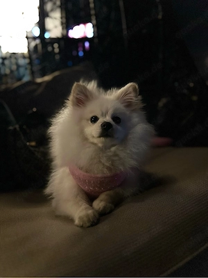 ich gebe meine kleine hündin amira ab