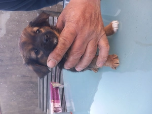 Klein bleibende Hundewelpen abzugeben. 