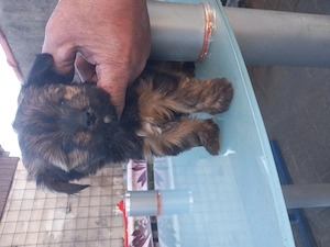 Klein bleibende Hundewelpen abzugeben.  Bild 3