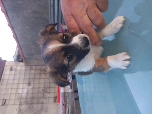 Klein bleibende Hundewelpen abzugeben.  Bild 4