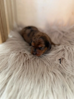 Dackel-Welpen (Rüden) zu verkaufen   