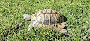 Griechische Landschildkröte männlich
