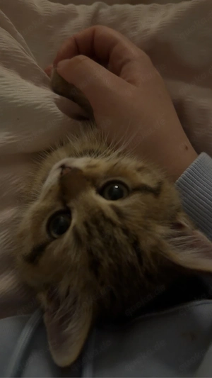    Britisch Kurzhaar Kitten sucht ein liebevolles Zuhause   