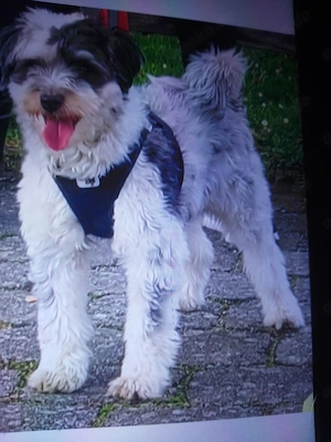 Rüde Umstände halber Abzugeben 