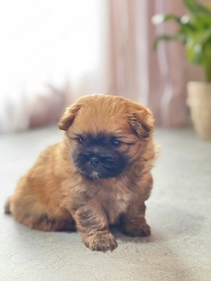 Süßer Pomeranian Zwergspitz, männlich