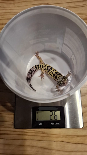 2 Leopardgeckos (w) abzugeben 