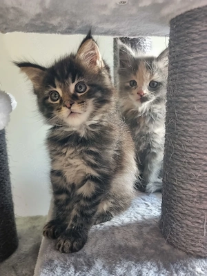 Reinrassige Maine Coon Kitten XXL 