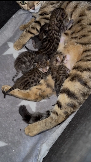 Bengalkitten reinrassig 