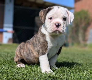 Old English    Englisch Bulldog Welpe Rüde 