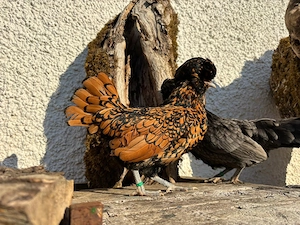 Bruteier Zwergpduaner