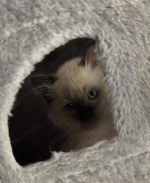 Bkh kitten  Bild 4