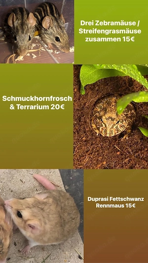 Mehrere Kleintiere zu Verkaufen 