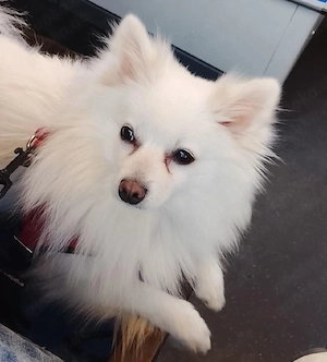 Kleinspitz   Pomeranian 