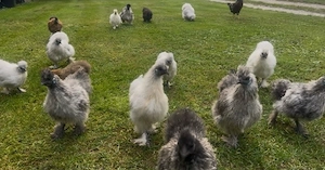 Bruteier Zwergseidenhühner