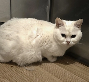 BKH Mädel mit Stammbaum  Bild 3