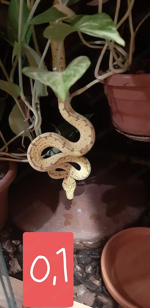 Gebe 1,1 Morelia viridis ab