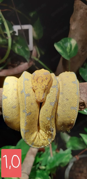 Gebe morelia viridis ab