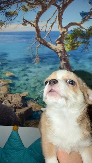 Chihuahua-Welpe (Rüde) mit blauen Augen zu verkaufen