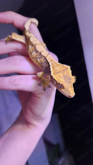 Kronengecko Weibchen (Extremharlequin,  Tricolor)