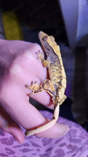 Kronengecko Weibchen (Extremharlequin,  Tricolor)