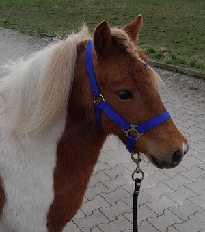 Bildhübsche Shetty Stute 