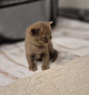 Britisch Kurzhaar in besonderen Farben 