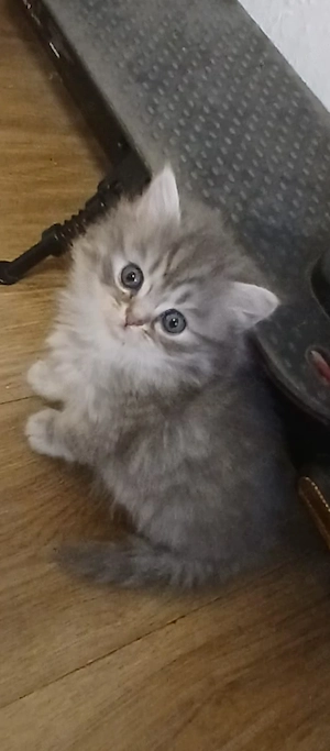 bkh kätzchen noch ein junge und mädchen frei