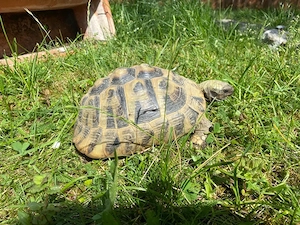 Schildkröte Maurische Landschildkröte 