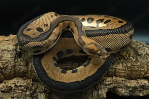 1.0 Leopard Clown het. Pied und 1.0 Pastel Clown 